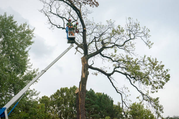 Leaf Removal in Del Norte, CO